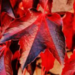 6 Tipps, die wirklich gegen den Herbstblues helfen